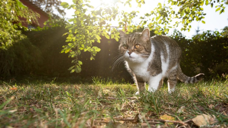 Kan katter äta jordnötssmör? Här är allt du behöver veta