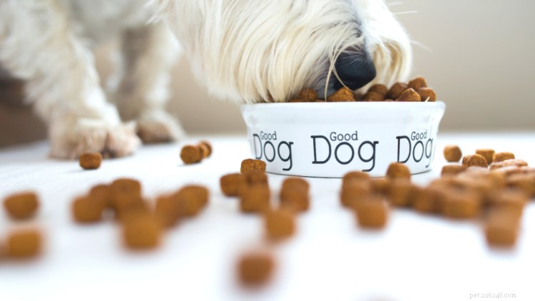 Kan hundar äta kanel? Här är allt du behöver veta