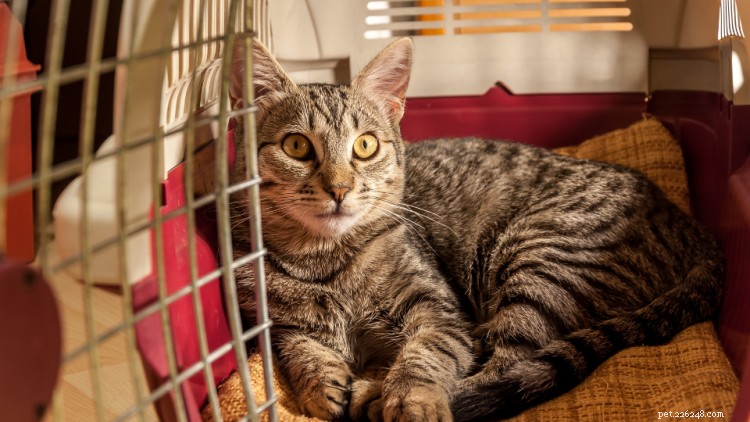 Gabapentin per gatti:usi, dosaggio, effetti collaterali
