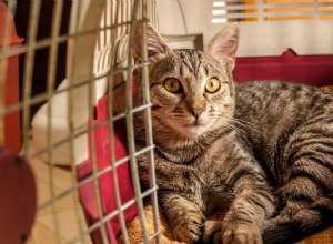 Gabapentin pro kočky:Použití, dávkování, vedlejší účinky
