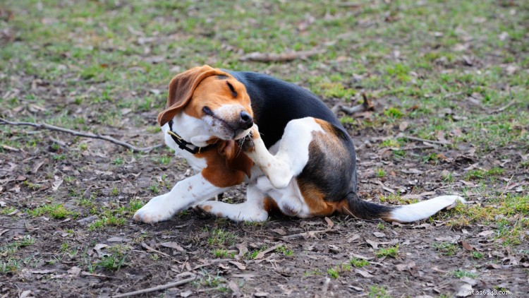 Acari dell orecchio nei cani:tutto ciò che devi sapere