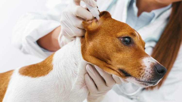 Ácaros da orelha em cães:tudo o que você precisa saber