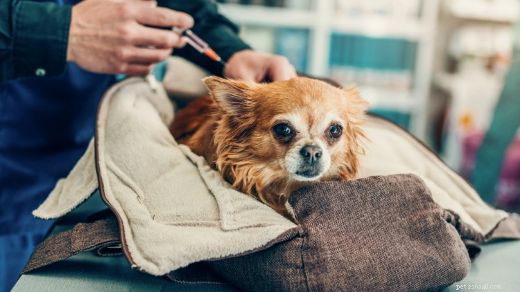 Valpsjuka hos hundar:symtom, behandling, förebyggande