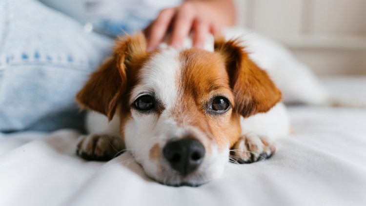 Prednisone (prednisolone) pour chiens :utilisations, dosage, effets secondaires