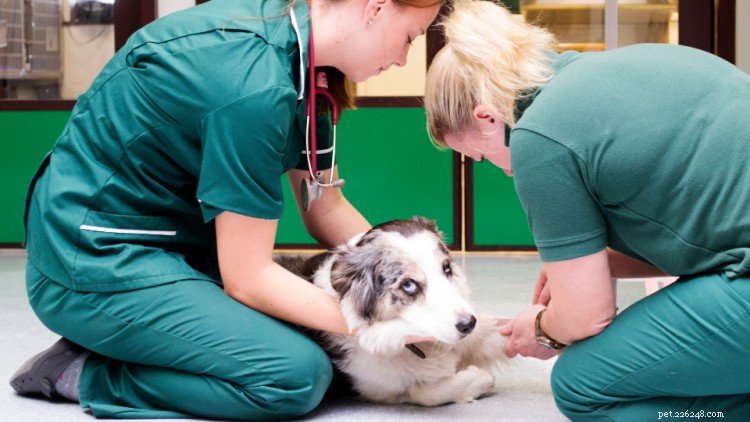 Pyometra hos hundar:orsaker, symtom och behandling