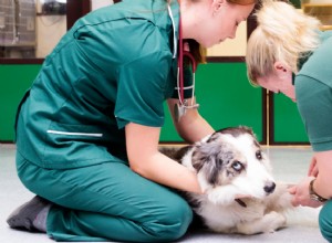 犬の子宮蓄膿症:原因、症状、治療