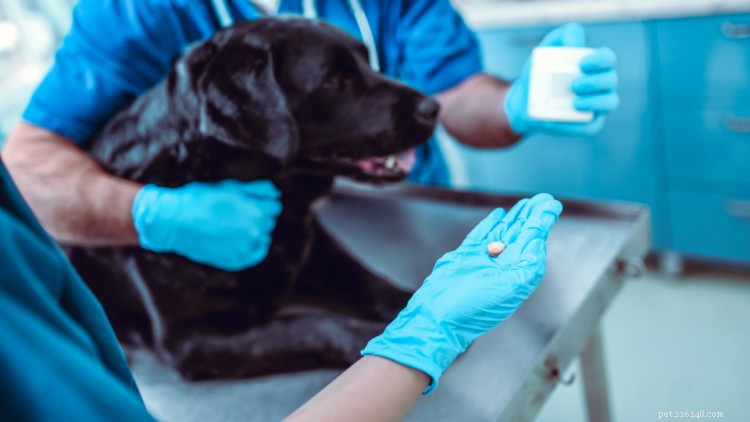 Prednison (prednisolon) voor honden:gebruik, dosering, bijwerkingen