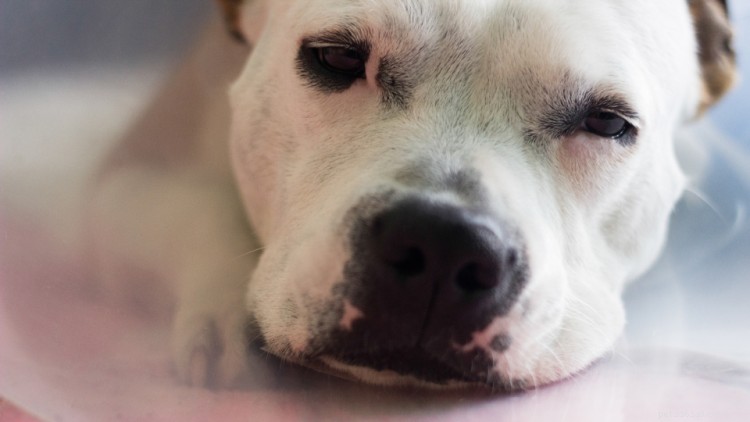 Pyometra bij honden:oorzaken, symptomen en behandeling