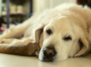 Сердечный шум у собак:все, что вам нужно знать