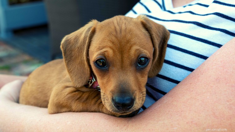 Srdeční šelest u psů:Vše, co potřebujete vědět