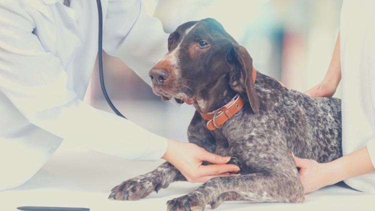 Hjärtbrus hos hundar:Allt du behöver veta