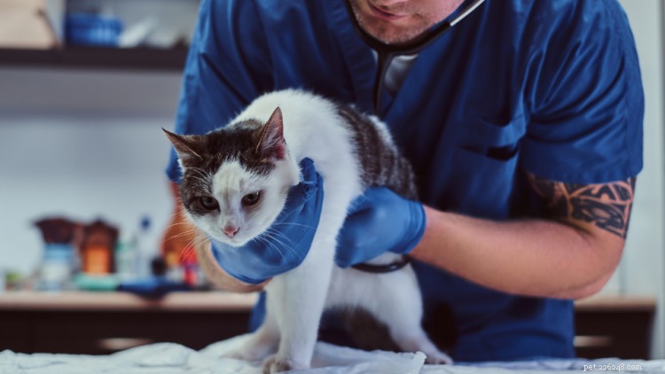Pancréatite chez le chat :causes, symptômes et traitement