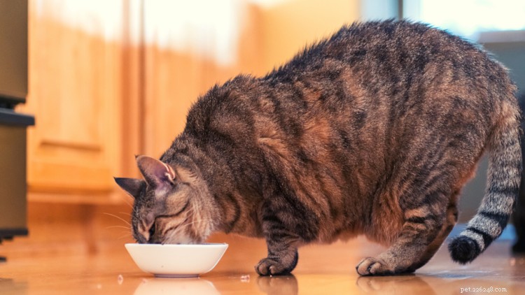 고양이 췌장염:원인, 증상 및 치료
