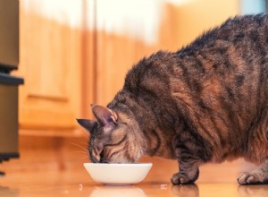고양이 췌장염:원인, 증상 및 치료