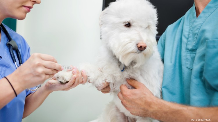 De ziekte van Addison bij honden:symptomen, behandeling en kosten