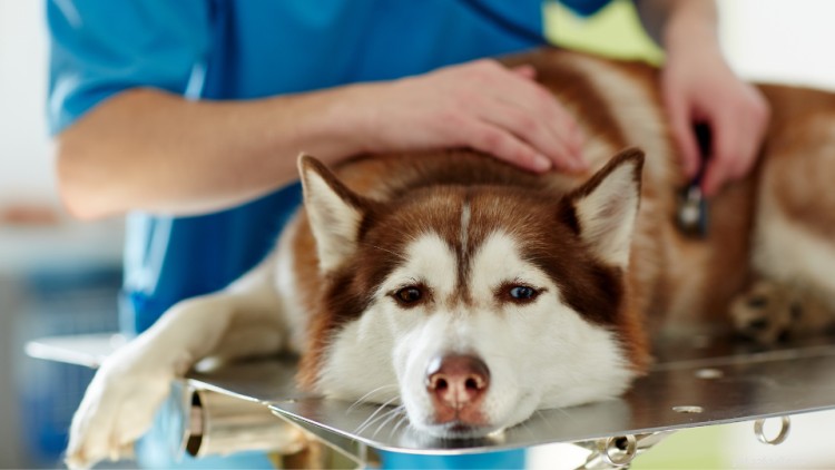 Maladie d Addison chez le chien :symptômes, traitement et coûts