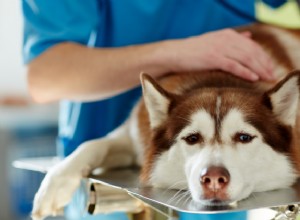 Addisonova choroba u psů:příznaky, léčba a náklady