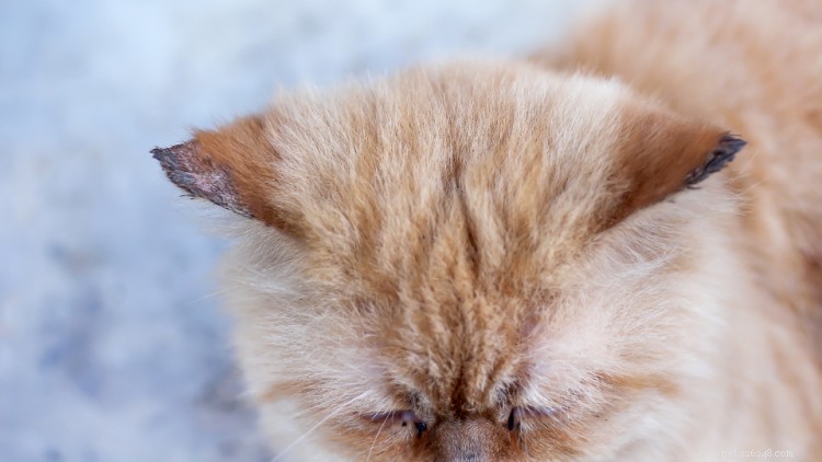 猫の白癬:原因、症状、治療