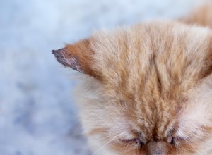 Těchýř u koček:Příčiny, příznaky a léčba