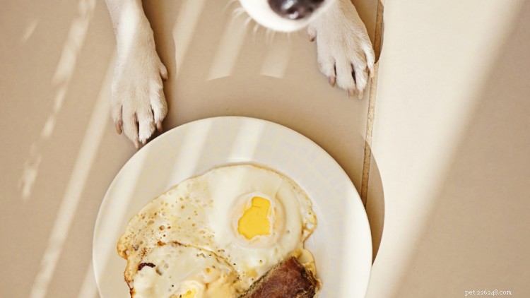 Kan hundar äta ägg? Här är allt du behöver veta