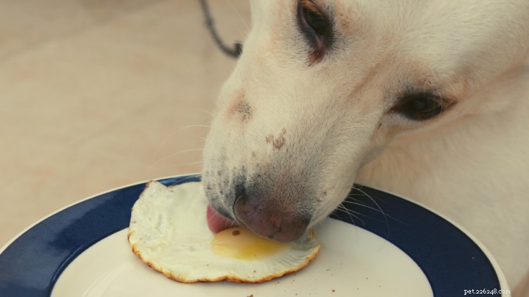 Les chiens peuvent-ils manger des œufs ? Voici tout ce que vous devez savoir