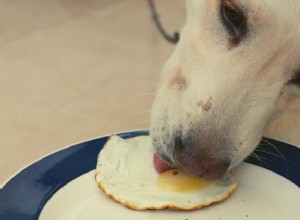 Můžou psi jíst vejce? Zde je vše, co potřebujete vědět