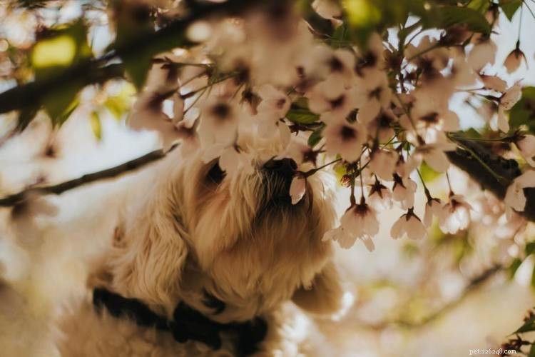 Les chiens peuvent-ils manger du miel ? Voici tout ce que vous devez savoir