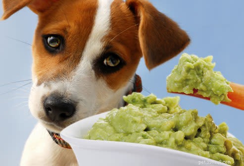 Kunnen honden avocado eten? Hier is alles wat u moet weten
