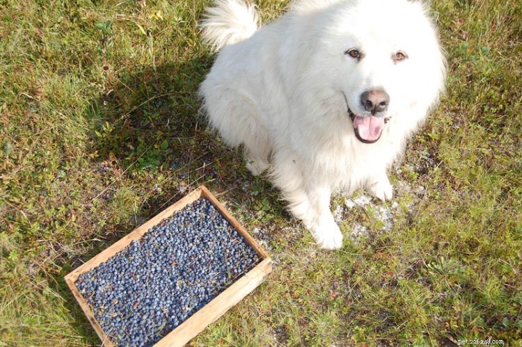 Kan hundar äta blåbär? Här är allt du behöver veta