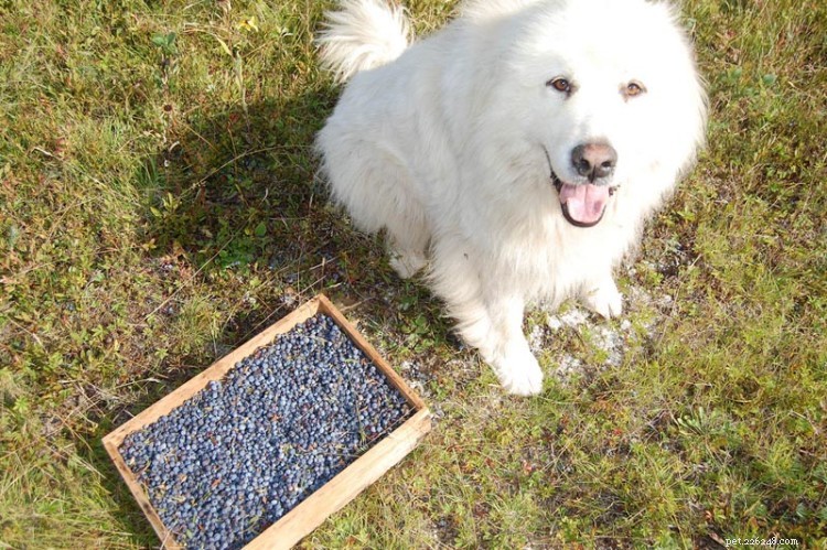 I cani possono mangiare i mirtilli? Ecco tutto ciò che devi sapere