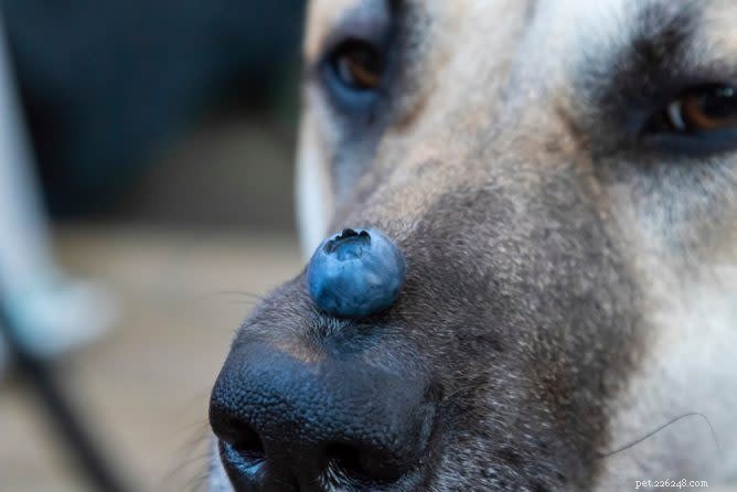 Kan hundar äta blåbär? Här är allt du behöver veta