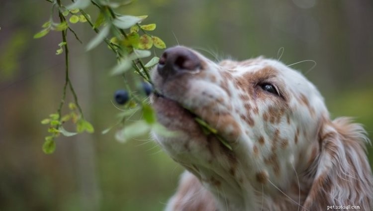 Kunnen honden bosbessen eten? Hier is alles wat u moet weten