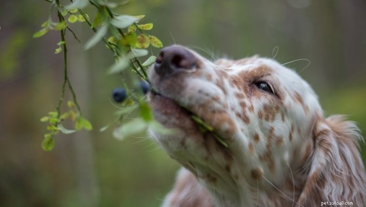 Kan hundar äta blåbär? Här är allt du behöver veta