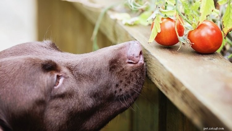 Kan hundar äta tomater? Här är allt du behöver veta