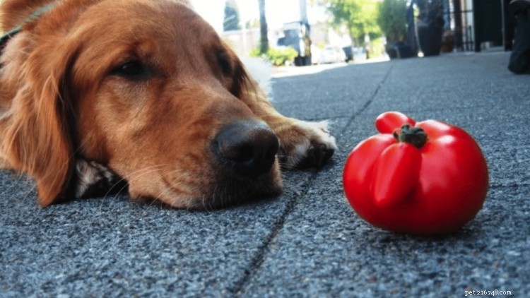 Os cães podem comer tomates? Aqui está tudo o que você precisa saber