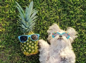Můžou psi jíst ananas? Zde je vše, co potřebujete vědět