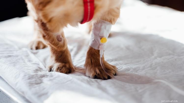 Linfoma nei cani:sintomi, diagnosi e trattamento