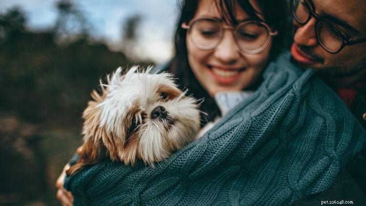 Shih Tzu groei- en gewichtstabel:alles wat u moet weten