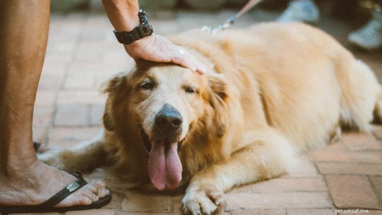 Golden Retriever-groei- en gewichtstabel:alles wat u moet weten