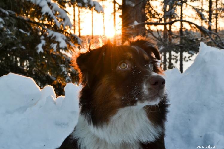 Australian Shepherds tillväxt- och viktdiagram:Allt du behöver veta