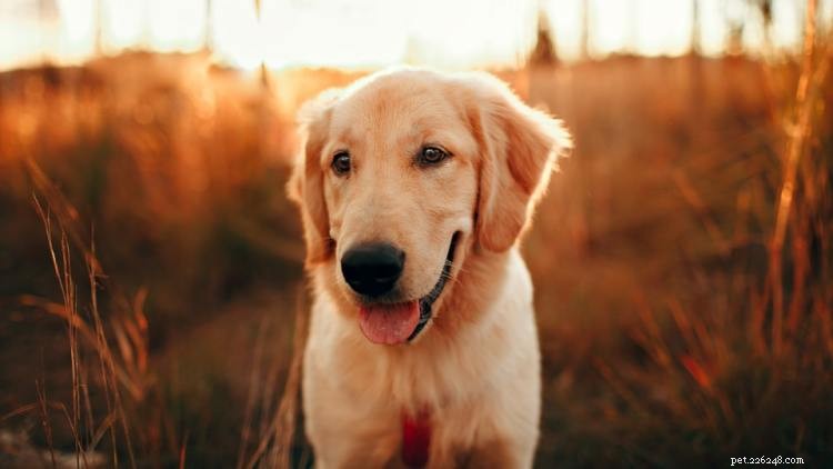 Tableau de croissance et de poids du Golden Retriever :tout ce que vous devez savoir