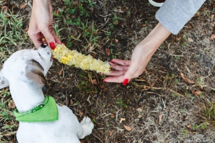 Kunnen honden maïs eten? Hier is alles wat u moet weten