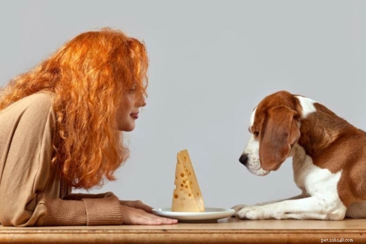 I cani possono mangiare il formaggio? Ecco tutto ciò che devi sapere