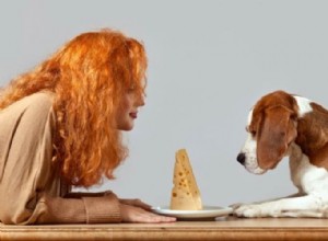 Můžou psi jíst sýr? Zde je vše, co potřebujete vědět