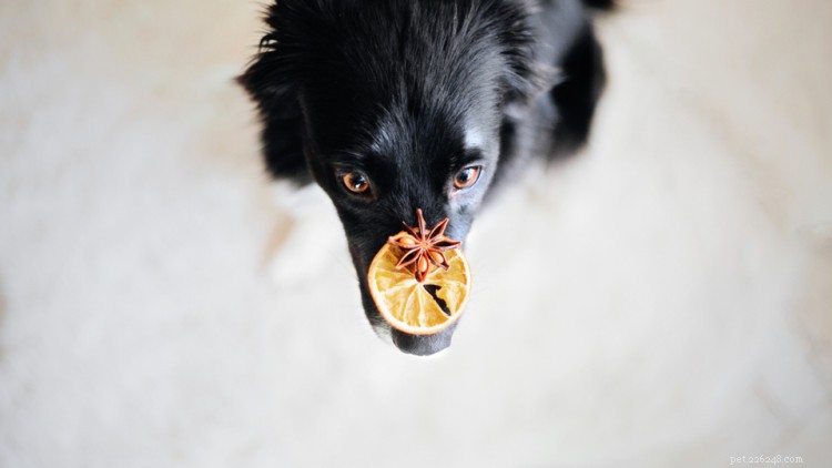 Kunnen honden sinaasappels eten? Hier is alles wat u moet weten