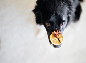 犬はオレンジを食べてもいい?知っておくべきことはすべてここにあります