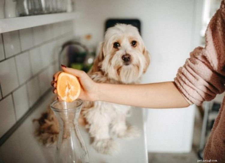 Kan hundar äta apelsiner? Här är allt du behöver veta