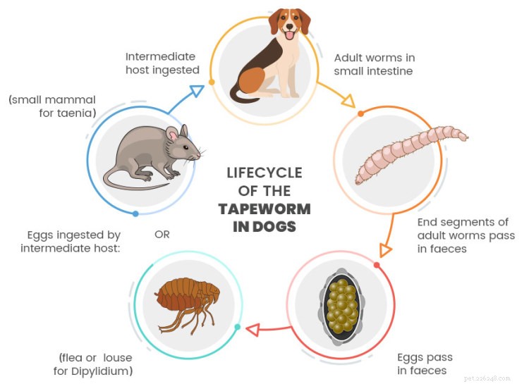 Tasemnice u psů:příznaky, léčba a prevence