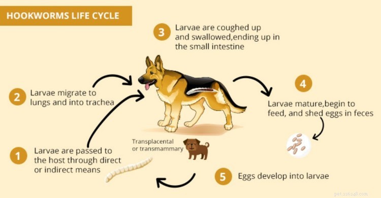 Hookwormen bij honden:symptomen, behandeling en preventie