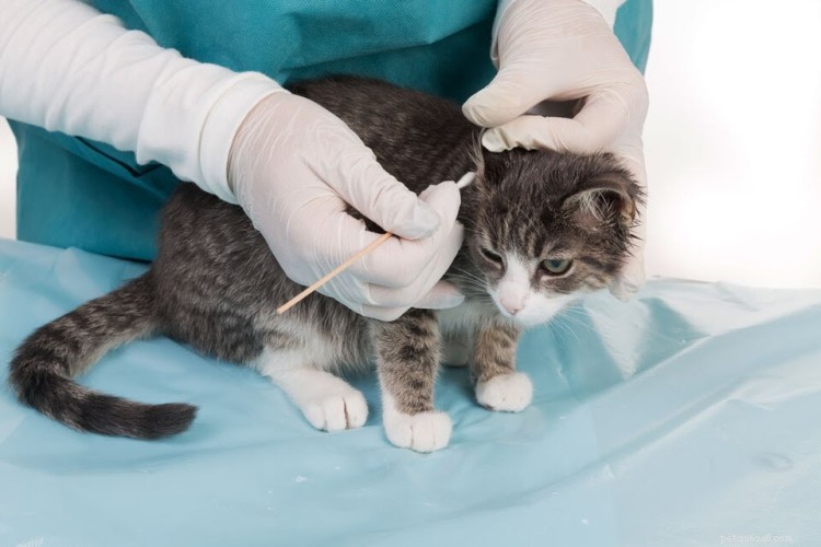 Oormijt bij katten:symptomen en behandeling